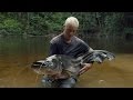 Watch jeremy finally reel in this elusive and deadly tapah  river monsters