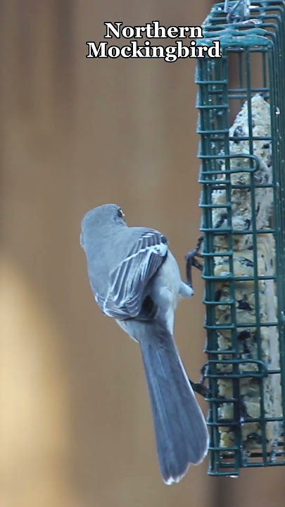 Northern Mockingbird