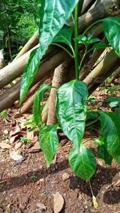 Pengaplikasian pupuk organik cair ECO farming pada T4n4m4n cabai rawit hijau sel4ng 5 hari kemudian.