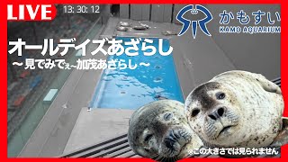 【30分限定無料公開】オールデイズあざらし ～見でみでぇ加茂あざらし～【配信開始記念】