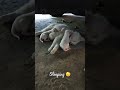 Mother Cat's Sleepyhead! (Warning: AI)
