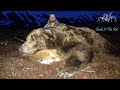 Giant brown bear hunt  stuck n the rut 108