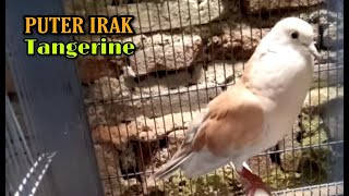 Download Lagu SUARA BURUNG PUTER IRAK TANGGERINE MP3