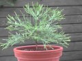 The first five years of two sequoias gigantea