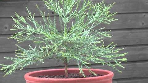 the first five years of two Sequoia