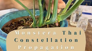 Monstera 'Thai Constellation' Propagation Tips | #propagating