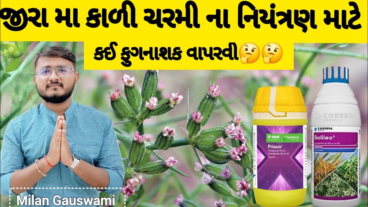jira ma kali charmi કાળિયા નું નિયંત્રણ| priaxor | Galileo | jira fungicide| @MilanGauswami-Agri