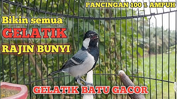 pancingan 100 % ampuh bikin gelatik batu gelatik wingko jadi rajin bunyi putar dan buktikan langsung