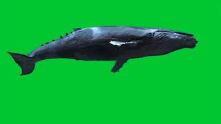 Whale Fish Green Screen Video