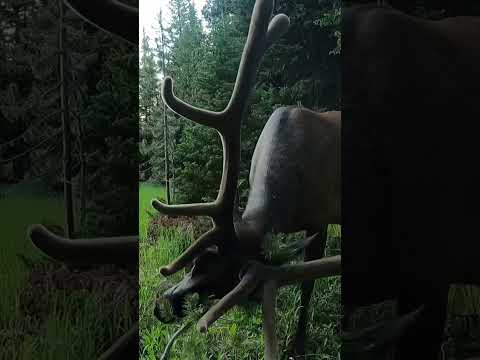 Yellowstone National Park. Elk eats grass and scratches his head