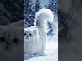 white cat in snow entertainment