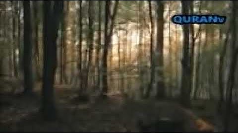 آيات تريح القلب للشيخ ماهر المعيقلي