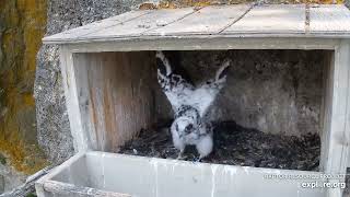 Great Spirit Bluff Falcons cam. Wingersizing - explore 07-03-2021