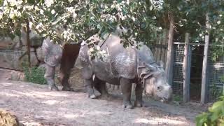 Rhinoceros Mating