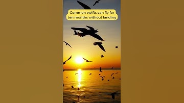 The Amazing Common Swifts: Flying for 10 Months Without Landing