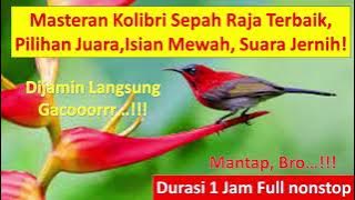 Masteran Jernih Suara Burung Kolibri Sepah Raja, Kolibri Ninja (KONIN) Pilihan Juara No.1 Gacor