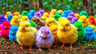 World Cute Chickens, Colorful Chickens, Rainbows Chickens, Cute Ducks, Cat, Rabbits,Cute Animals🐤🐣🦆🐟