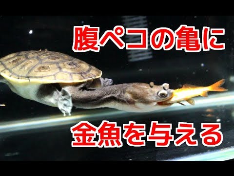 腹ペコの亀に金魚を与える 一瞬で喰らい尽くす Youtube