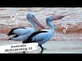 鸟趣- 世界最长鸟喙的澳洲鹈鹕| 澳洲观鸟Birds fun：Australian pelican with largest beak| Australia Birdwatching