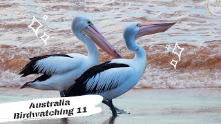 鸟趣- 世界最长鸟喙的澳洲鹈鹕| 澳洲观鸟Birds fun：Australian pelican with largest beak| Australia Birdwatching