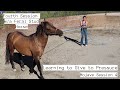 PUSHING THROUGH PRESSURE  - Introducing the Leadrope to a Wild Horse | Mojave Stud 4