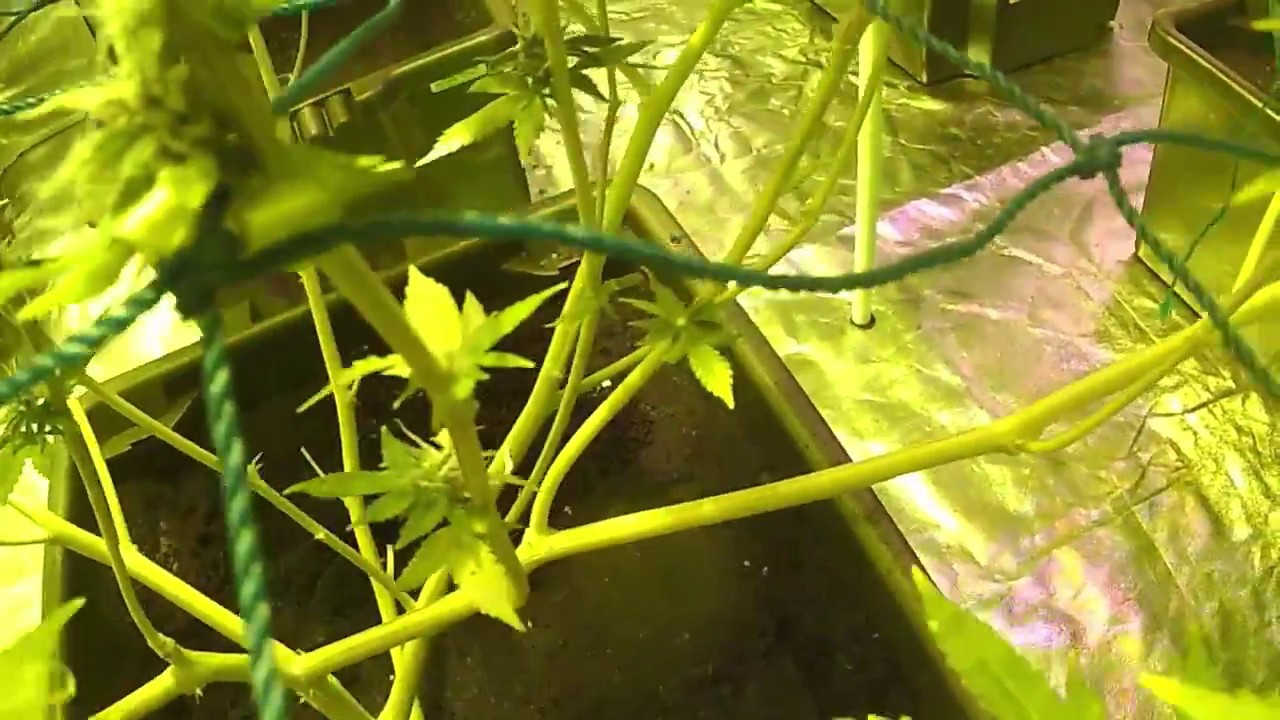 Bigbud indoor flower week 7