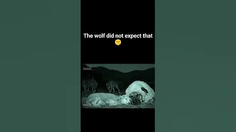 the wolf did not expect that ☠ #viralshort