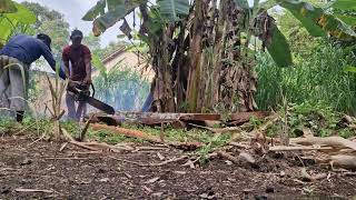 Professional Wood Cutting Process With Sharp Chainsaw!