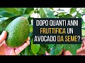 Dopo quanto fruttifica un Avocado 🥑 da seme? | Food Stories Vlog