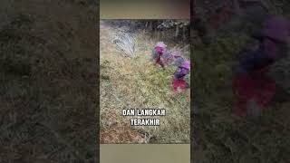 Memindahkan bambu seberat 2 ton dengan cara cerdik