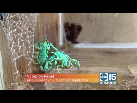 Scorpion Repel Explains How They Can Help Keep Scorpions From Entering Your Home For Up To 3 Years!