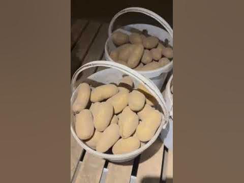 Королева Анна, сорт белорусского картофеля. - YouTube