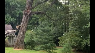 Full video of Huge oak tree take down #excavator #tree