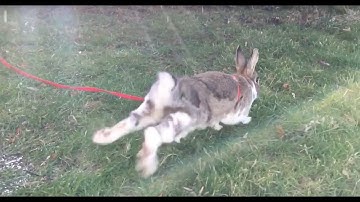 Awesome slow motion of a bunny rabbit running through a puddle