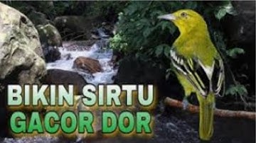 masteran sirtu,sirpo,cipoh, suara air kemricik terapi burung