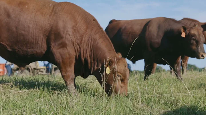 LNC Jeffries Cattle