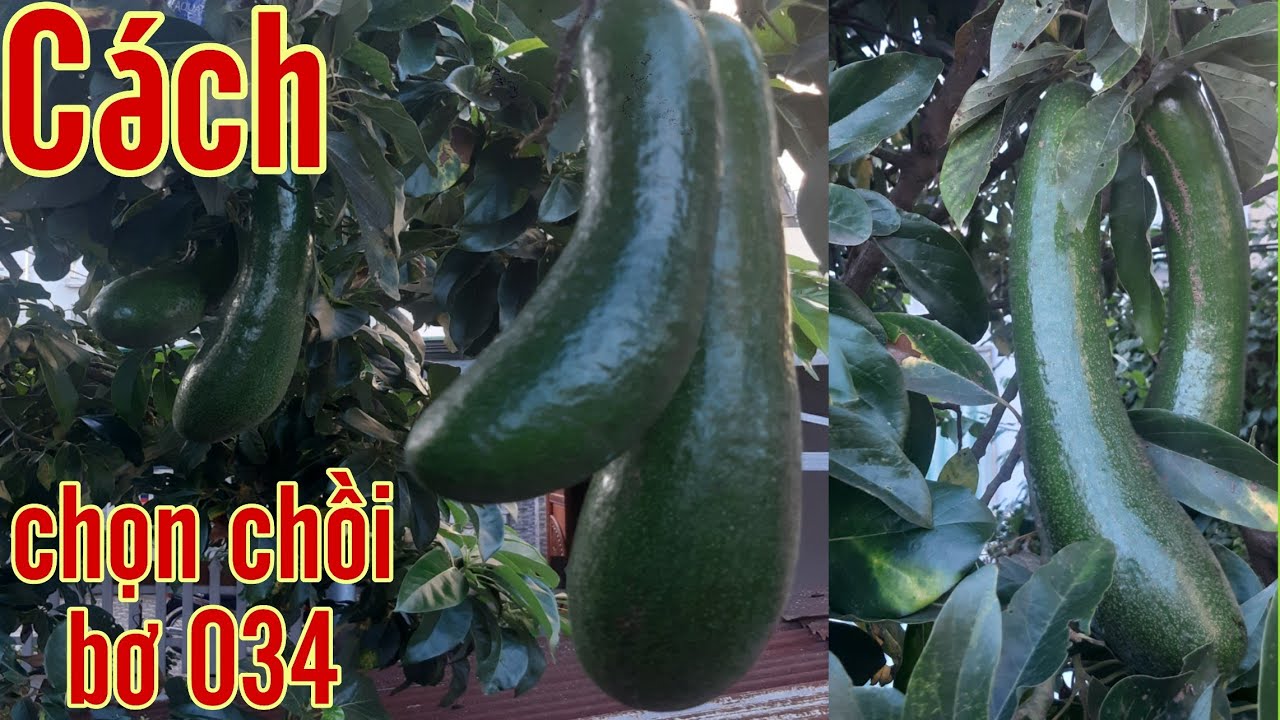Cách Chọn Chồi Bơ Ghép 034 Lên Mạnh Đúng Tuổi @TÒNG VĨ TV