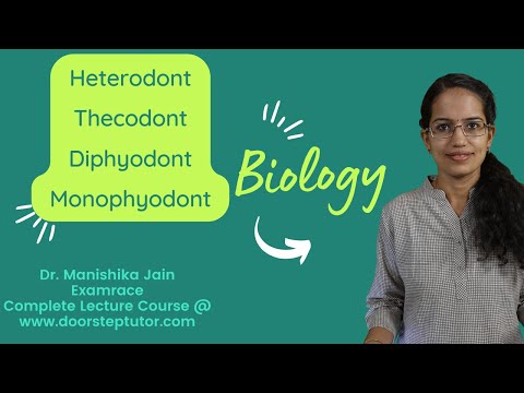 Video: Mikä on diphyodont thecodont?