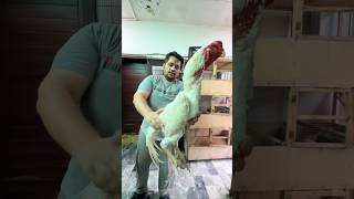 Download Lagu Biggest Shamo Aseel Murga In The World,Hsn Shorts MP3 Download Lagu Biggest Shamo Aseel Murga In The World,Hsn Shorts MP3