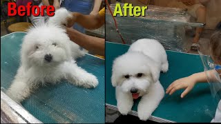 BICHON'S 1ST GROOMING IN 7 MINUTES! | AVA AND ZAYN Bichon X Westie Full Groom Transformation First Groom With Me