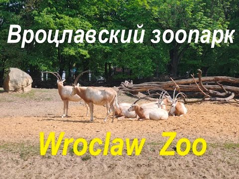 Video: Wroclaw Zoo (Ogrod Zoologiczny) description and photos - Poland: Wroclaw