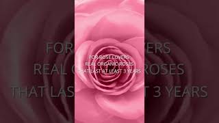 The Spiritual Rose Color Guide