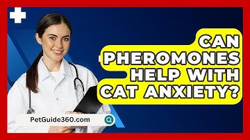 Can Pheromones Help With Cat Anxiety? - PetGuide360.com