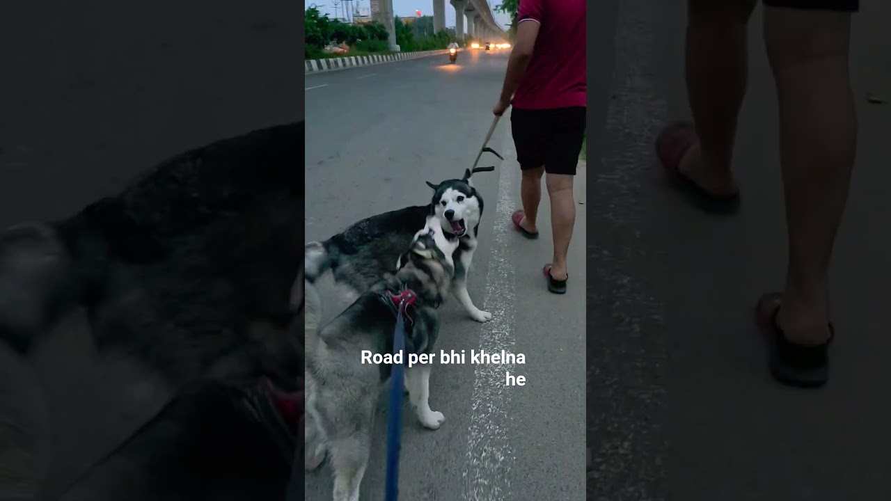 #husky #stellasuperstar poore mund me he ladne me