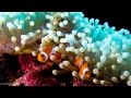 Travel to Sipidan Island, Borneo for some Scuba Diving - long version