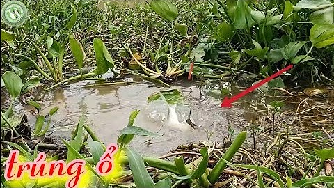 Câu trúng ổ cá rô đồng khủng, dính luôn cá trôi, cá mè vinh, cá tra, cá he, cá rô phi | Tập 288