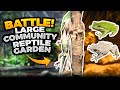 Reptiles Galore! Community Reptile Garden Housing Frogs, Snakes, Turtles &amp; Lizards (Zues Vs. Thor)