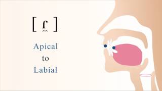 [ ɾ̼ ] voiced apical labial tap