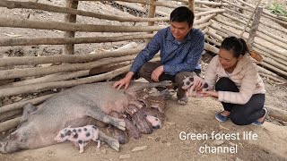 7 herds of wild boar born in the mountains ( Full video compilation ). Robert | Green forest life