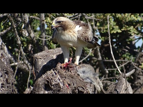 Águila calzada comiéndose un conejo